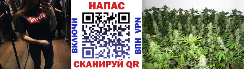 Бошки Шишки план  Купить где  Курильск 